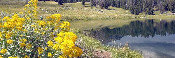 Jeziorko, Montana, Kwiaty, Góry, Park Narodowy Yellowstone, Stany Zjednoczone