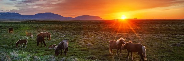 Konie, Zachód słońca