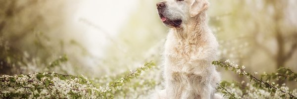 Golden retriever, Kwiaty, Gałązki, Pies