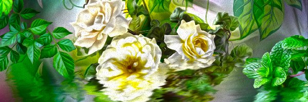 Kwiaty, Róże, Białe, Grafika, Woda