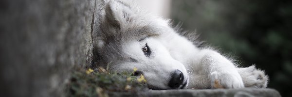Leżący, Murek, Siberian husky, Pies