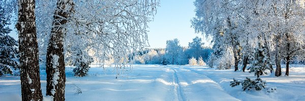 Zima, Drzewa, Ośnieżone, Śnieg, Droga