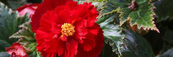 Begonia, Czerwona, Kwiat