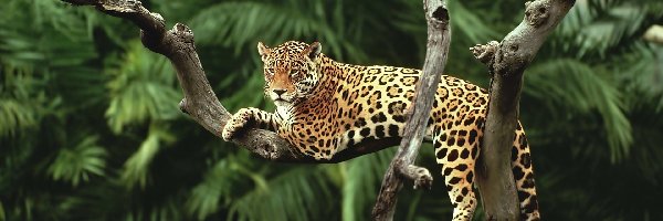 Jaguar, Palmy, Drzewa, Leżący