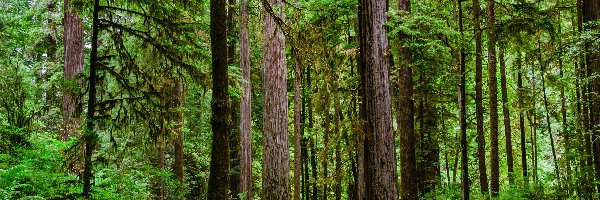 Sekwoje, Crescent City, Park stanowy Jedediah Smith Redwoods State Park, Kalifornia, Stany Zjednoczone, Drzewa, Droga