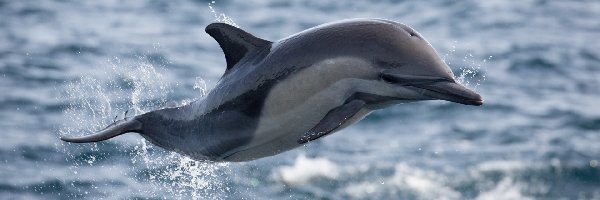 Delfin, Skaczący