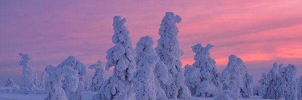 Zachód słońca, Zima, Drzewa