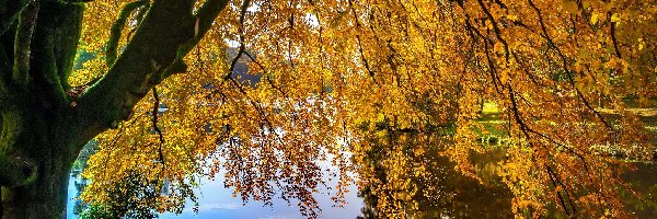 Gałęzie, Posiadłość Stourhead, Jesień, Hrabstwo Wiltshire, Anglia, Drzewo, Jezioro