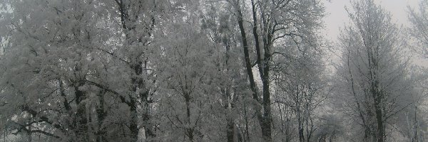 Zima, Drzewa, Białe