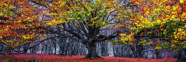 Jesień, Drzewo, Rozłożyste, Liście, Las