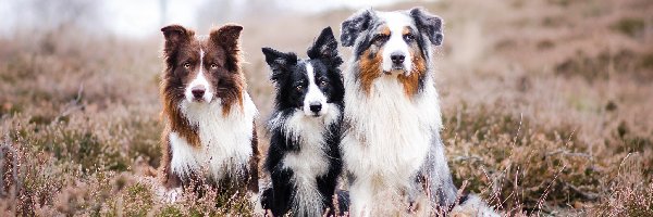 Psy, Owczarek australijski, Border collie, Trzy