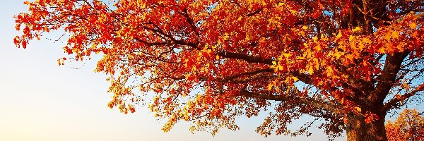 Jesień, Liście, Drzewa, Trawa, Pole