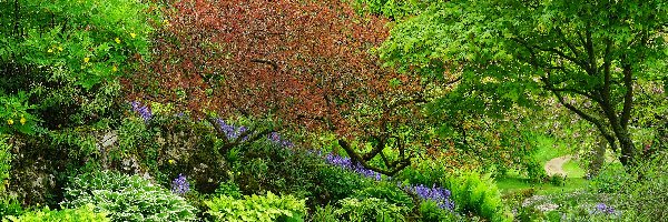 Anglia, Park Sezincote, Hrabstwo Gloucestershire, Drzewa, Staw