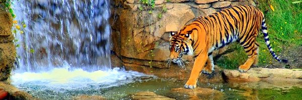 Wodospad, Tygrys