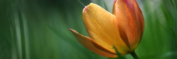 Płatki, Kwiat, Tulipan
