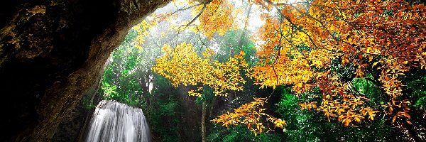 Las, Drzewo, Wodospad, Jesień, Przebijające Światło