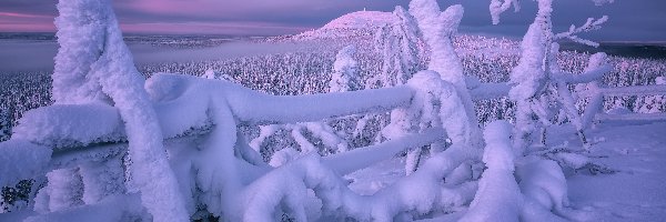Ogrodzenie, Zaśnieżone, Finlandia, Laponia, Drzewa, Wzgórze, Rezerwat Valtavaara, Zima