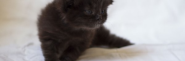 Czarny, Kot, Kotek, Mały