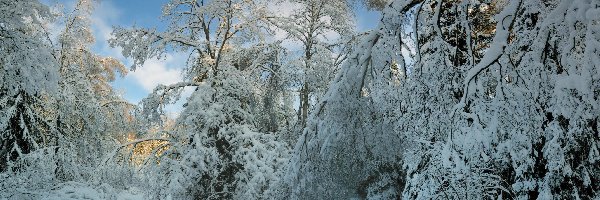 Zima, Ośnieżone, Śnieg, Gałęzie, Drzewa