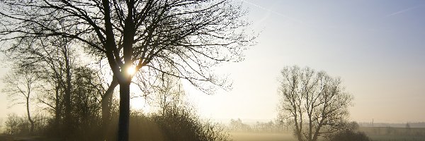Pole, Mgła, Drzewa