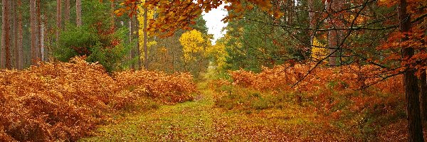 Liście, Park Narodowy New Forest, Las, Hrabstwo Hampshire, Anglia, Drzewa, Jesień