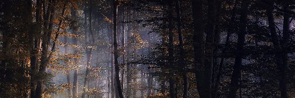 Jesień, Światło, Drzewa, Las
