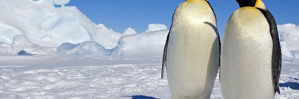 Lód, Pingwiny, Dwa, Śnieg