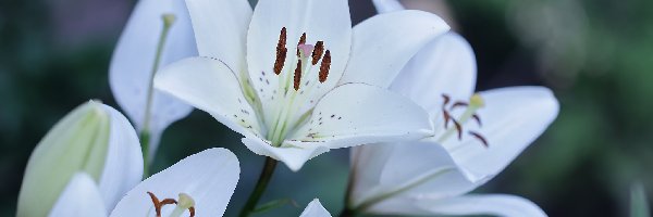 Pręciki, Kwiaty, Lilie białe