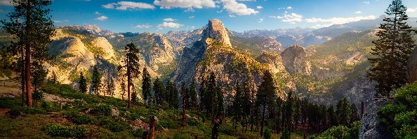 Stany Zjednoczone, Park Narodowy Yosemite, Stan Kalifornia, Drzewo, Góry