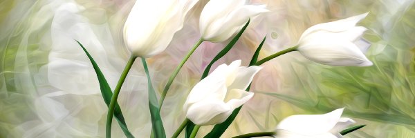 Grafika, Tulipany, Białe