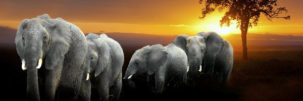 Zachód słońca, Słonie