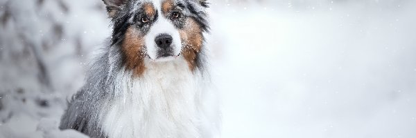 Śnieg, Owczarek australijski, Pies
