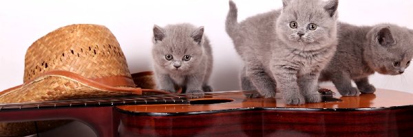 Trzy, Koty brytyjskie, Małe, Kapelusz, Gitara