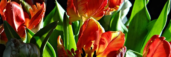 Światło, Tulipany
