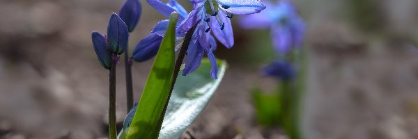 Cebulica, Niebieski, Kwiatek