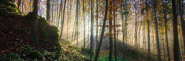 Jesień, Drzewa, Przebijające Światło, Las