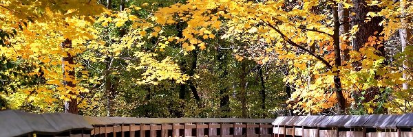 Park, Drzewa, Liście, Jesień, Kolorowe, Most