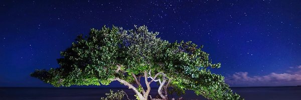 Wydma, Gwiazdy, Noc, Drzewo