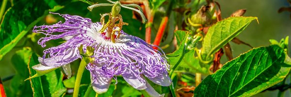 Passiflora, Liście, Kwiat, Męczennica, Ogród, Roślina