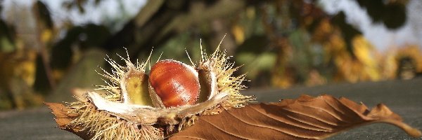 Liść, Kasztan jadalny