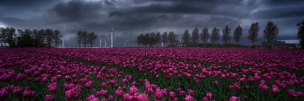 Zachmurzone, Plantacja, Tulipany, Niebo, Wieś Creil, Holandia