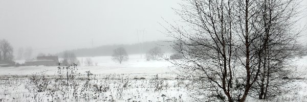 Trawy, Śnieg, Drzewa, Pole