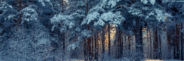 Ośnieżone, Las, Drzewa, Zima, Przebijające światło