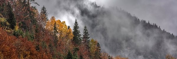 Jesień, Mgła, Drzewa, Góry, Zbocze