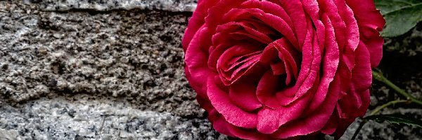 Kamień, Róża, Czerwona