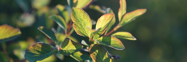 Roślina, Zielone, Młode, Gałązka, Liście