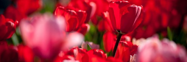 Rozmycie, Tulipany, Czerwone