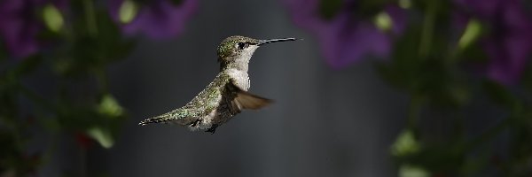 Koliber, Ptak