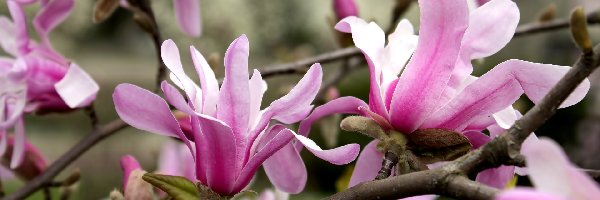 Magnolia, Kwiaty, Różowe