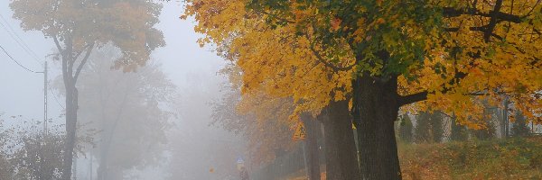 Droga, Mgła, Drzewa, Jesień
